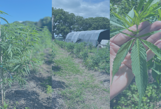 organic full spectrum CBD oil from Byron Hinterland farms
